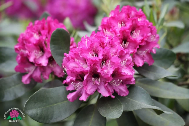 Rhododendron   'Ada Lavleisa'
